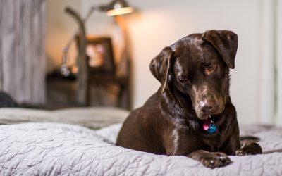 Erfolgreich Hunde beherbergen – so machen es Hoteliers richtig!